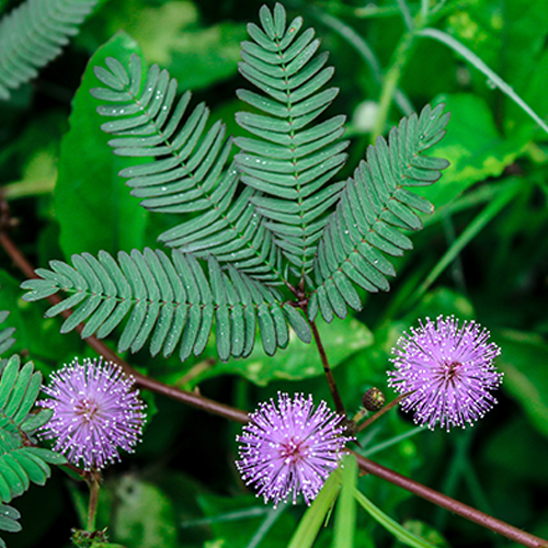 Planta-Morivivi